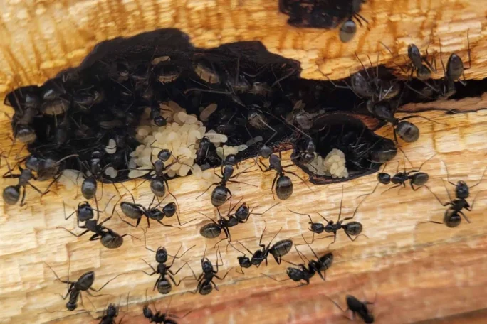 Fourmis charpentières 